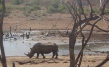 Hannah in South Africa - Rhino
